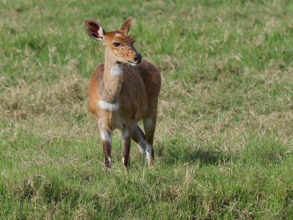 <h3><a href="/trips/tanzania/biota/animalia/chordata/mammalia/artiodactyla/bovidae/tragelaphus scriptus/tragelaphus scriptus-nl.html">Tragelaphus&nbsp;scriptus</a> / Bushbuck / Bosbok</h3>OM-1 Mark II met OLYMPUS M.150-400mm F4.5 TC, 1/2000 sec  bij F5.6, ISO 1000, afstand 41.8&nbsp;m